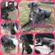 Great Dane Puppies for sale in Felicity, OH, USA. price: NA