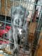 Great Dane Puppies for sale in New Delhi, Delhi 110001, India. price: 30000 INR