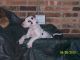 Great Dane Puppies for sale in Evansville, IN, USA. price: NA