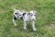 Great Dane Puppies for sale in Athens, GA, USA. price: NA