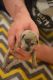 Great Dane Puppies for sale in Springboro, OH, USA. price: NA