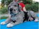 Great Dane Puppies for sale in Newport News, VA, USA. price: NA