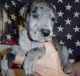 Great Dane Puppies for sale in Columbus, OH, USA. price: NA