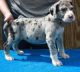 Great Dane Puppies for sale in Colorado Springs, CO, USA. price: $400