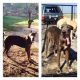 Great Dane Puppies for sale in Brownsville, TX, USA. price: NA