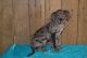 Great Dane Puppies for sale in Peoria, IL, USA. price: NA