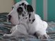 Great Dane Puppies for sale in Tampa, FL, USA. price: $500