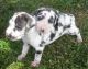 Great Dane Puppies for sale in Gresham, OR, USA. price: NA