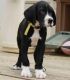 Great Dane Puppies for sale in Waterbury, CT, USA. price: $400