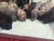 Great Dane Puppies for sale in Windsor Locks, CT, USA. price: NA