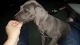 Great Dane Puppies for sale in Rensselaer, IN 47978, USA. price: $1,200