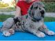 Great Dane Puppies for sale in Chimacum, WA, USA. price: NA