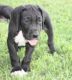 Great Dane Puppies for sale in Antlers, OK 74523, USA. price: NA