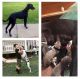 Great Dane Puppies for sale in Grand Prairie, TX, USA. price: NA