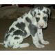 Great Dane Puppies for sale in El Cajon, CA, USA. price: NA