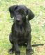 Great Dane Puppies for sale in Albany, IL 61230, USA. price: NA
