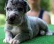 Great Dane Puppies for sale in Lancaster, CA, USA. price: NA