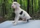 Great Dane Puppies for sale in New Shoreham, RI 02807, USA. price: NA