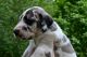 Great Dane Puppies for sale in Moselle, MS 39459, USA. price: $1,200
