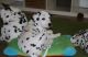 Great Dane Puppies for sale in Amarillo, TX, USA. price: NA