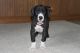Great Dane Puppies for sale in Philadelphia, PA, USA. price: $1,200