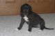 Great Dane Puppies for sale in Philadelphia, PA, USA. price: NA