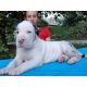 Great Dane Puppies for sale in Colorado Springs, CO, USA. price: $350