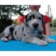 Great Dane Puppies for sale in Fort Collins, CO, USA. price: NA
