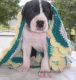 Great Dane Puppies for sale in Oklahoma, USA. price: NA