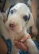 Great Dane Puppies for sale in Tampa, FL, USA. price: $1,500