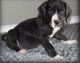 Great Dane Puppies for sale in Beaumont, TX, USA. price: NA