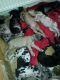 Great Dane Puppies for sale in Round Rock, TX, USA. price: NA
