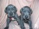 Great Dane Puppies for sale in Costa Mesa, CA, USA. price: NA