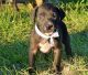 Great Dane Puppies for sale in Warner Robins, GA, USA. price: NA