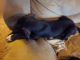 Great Dane Puppies for sale in Hillsboro, AL 35643, USA. price: NA