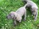 Great Dane Puppies for sale in Pittsburgh, PA, USA. price: NA