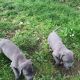 Great Dane Puppies for sale in Pittsburgh, PA, USA. price: NA