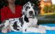 Great Dane Puppies for sale in Wilmington, DE, USA. price: NA