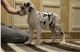 Great Dane Puppies for sale in Albuquerque, NM, USA. price: NA