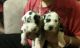 Great Dane Puppies for sale in Elmira, NY, USA. price: NA