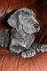 Great Dane Puppies for sale in Albert Lea, MN 56007, USA. price: $500