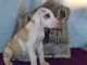 Great Dane Puppies for sale in Bethel, DE, USA. price: NA