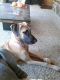 Great Dane Puppies for sale in Reno, NV, USA. price: NA