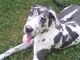 Great Dane Puppies for sale in Richardson, TX, USA. price: NA