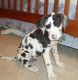 Great Dane Puppies for sale in Juneau, AK, USA. price: NA