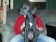 Great Dane Puppies for sale in Hamilton, MS 39746, USA. price: $450