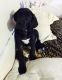 Great Dane Puppies for sale in Buffalo, NY, USA. price: NA