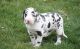 Great Dane Puppies for sale in Oregon City, OR 97045, USA. price: NA