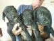 Great Dane Puppies for sale in Portland, OR, USA. price: NA
