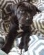 Great Dane Puppies for sale in Newark, NJ, USA. price: NA